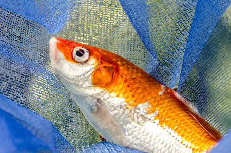 Koi carp caught in a fisherman s net   dead fishの写真素材
