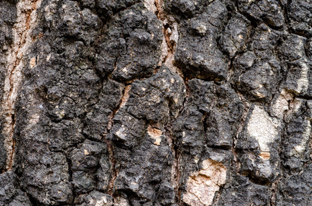 Tree Bark. Detailed.Texture effect.filling the frame の写真素材