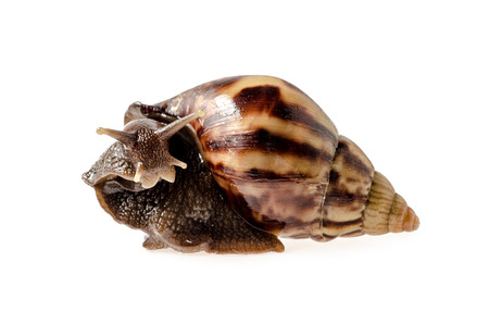 Garden snail isolated on white. : Clipping path includedの写真素材