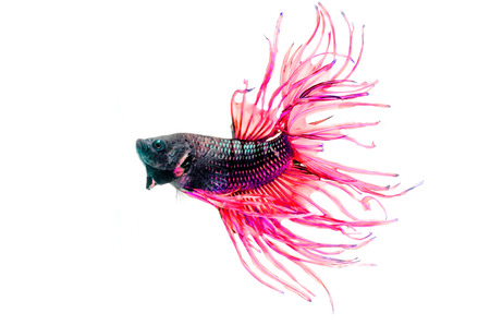 fighting fish, betta on white background 
の写真素材