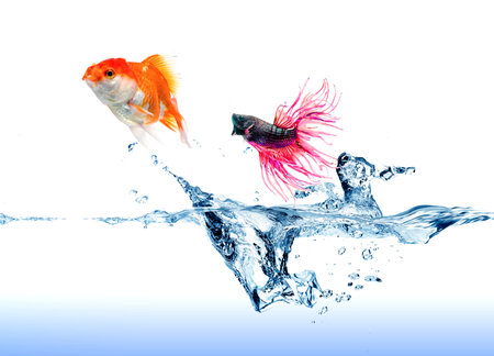 A  Siamese Fighting Fish  jumping chase a golden fish on whiteの写真素材