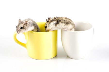 two Little hamsters  going out  a yellow cup and white cupの写真素材