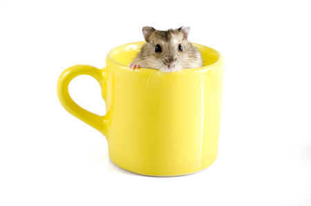 Little hamster sitting inside a yellow cupの写真素材