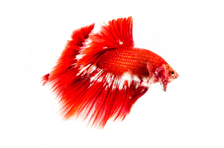 Siamese Fighting Fish isolated on white  の写真素材