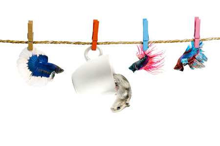 Betta and Hamster hanging on the clothesline  Isolatedの写真素材