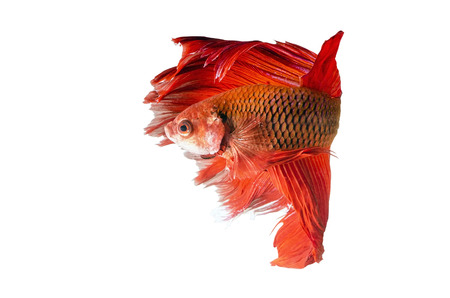 Siamese Fighting Fish isolated on white : Clipping path includedの写真素材