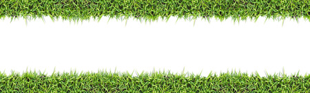 Seamless grass background  isolated on whiteの写真素材