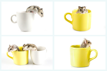 Collection of Little hamsters sitting inside a cupの写真素材