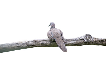 Zebra Dove (Geopelia striata) perching on a branch,Clipping Path の写真素材