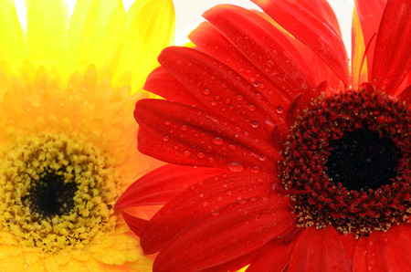 Macro shot of  two colorful daisiesの写真素材