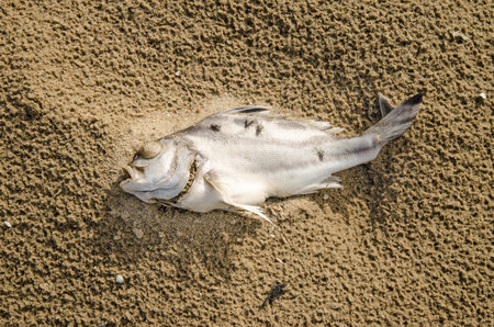 Closeup of a dead fish on a polluted beachの写真素材