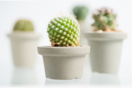 collage of various cactus in front of white background, Focus On Foregroundの写真素材