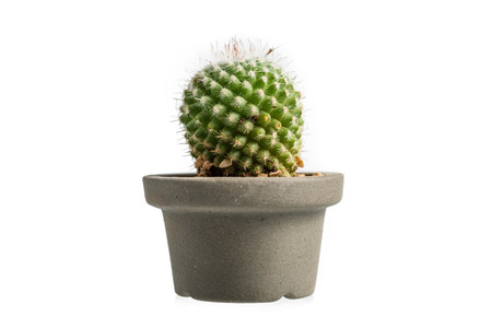 Cactus Isolated On White Backgroundの写真素材
