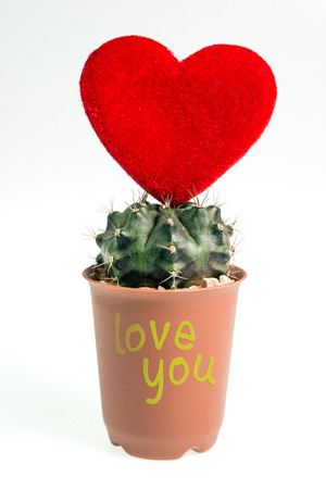 Heart-shaped cactus isolated on white backgroundの写真素材