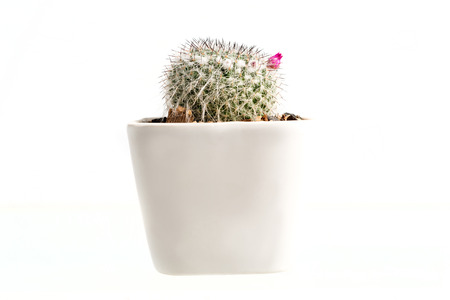 Close up of Cactus Isolated On White Backgroundの写真素材