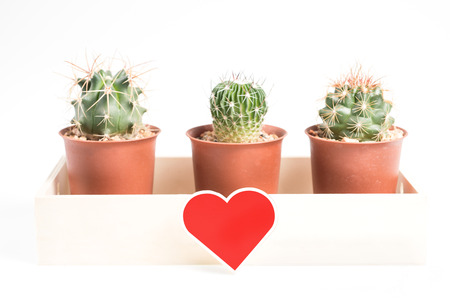 Close up of  Heart-shaped cactus isolated on white backgroundの写真素材