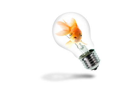 Studio Shot of Goldfish in Light Bulbの写真素材