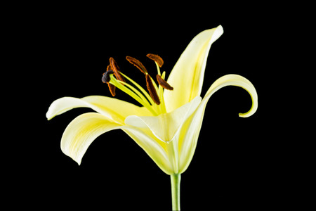 Yellow lily flower on black backgroundの写真素材