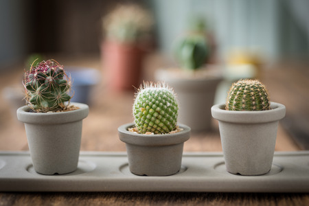 Group of cactus on on the wood background,Selective focus,Studio Shotの写真素材