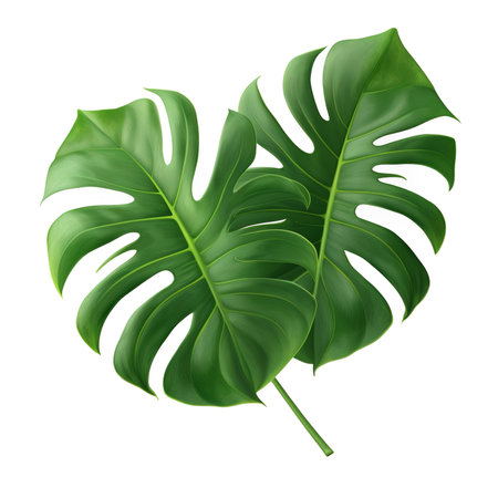 A photorealistic close-up of a beautiful monstera leaf on a transparent background, provided as a PNG. An exotic plant element ideal for graphic design, cut out for easy useの素材