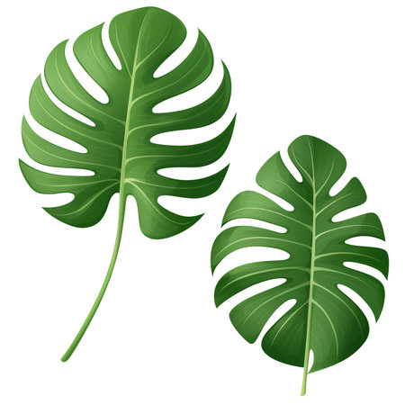 A photorealistic close-up of a beautiful monstera leaf on a transparent background, provided as a PNG. An exotic plant element ideal for graphic design, cut out for easy useの素材