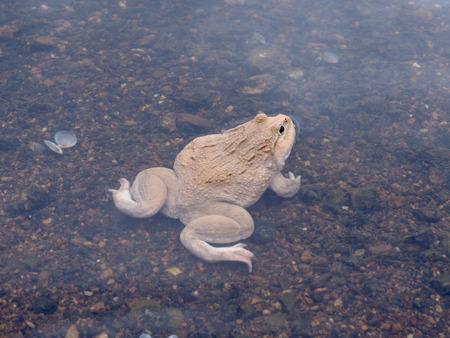 frog gold color behind sideの写真素材
