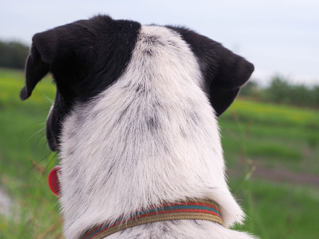 Dog white and black colorの写真素材