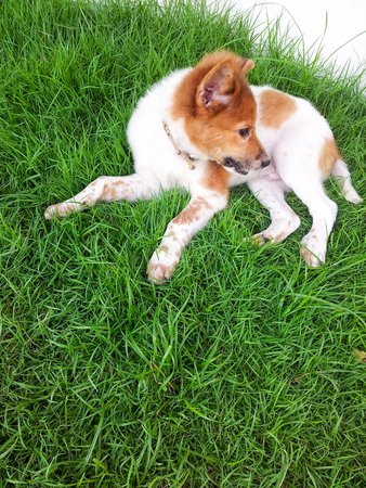 littel dog sit on the green grass in the gardenの写真素材
