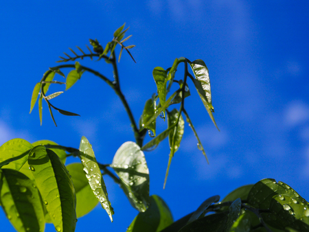 beautiful Young leaves,rain drop on leaves after stop raining sun's shining, blue sky background.の写真素材
