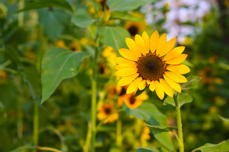 Sunflowerの写真素材