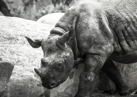 Black Rhinoceros in the zooの写真素材
