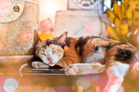 The cat is sleeping beside the rice cooker in the morning, Film grain added.の写真素材