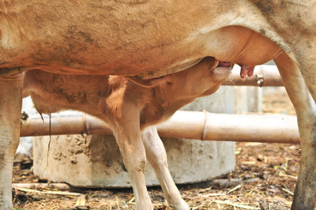Calf suckling milk, Young calf drinks milk from his mother