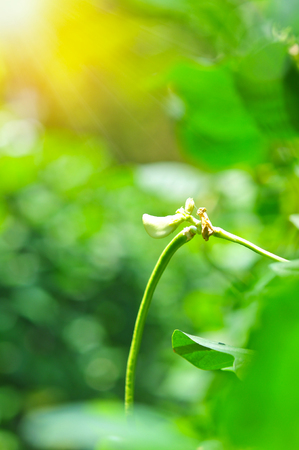 Organic yard long bean tree, Young cowpea plants in vegetable gardenの写真素材