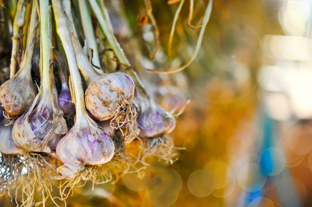 Garlic bulbs and garlic cloves hanging and drying outdoor, Nutrition vegetarian