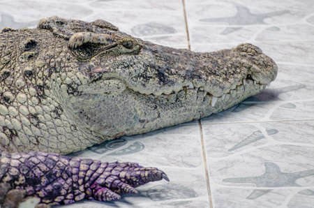 crocodileの写真素材