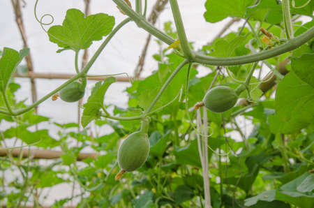 Soft melonの写真素材