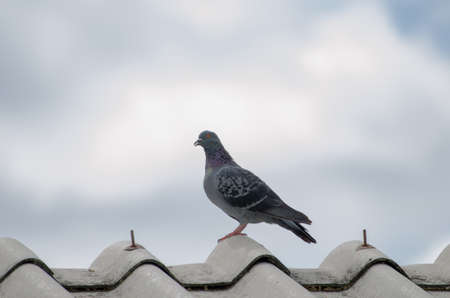 Dove on the roofの写真素材