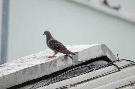 Dove on the roofの写真素材