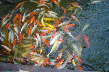 Carpの写真素材