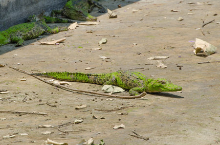 crocodileの写真素材