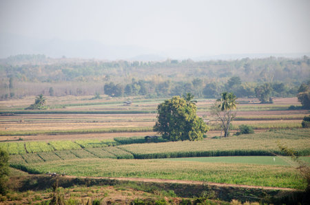 Corn farmの写真素材