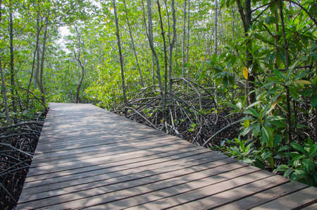 Wooden walkway in the parkの写真素材