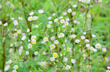 Grass flowerの写真素材