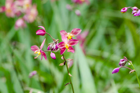 Spathoglottis is a genus of orchidsの写真素材