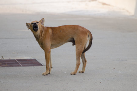 Dog barkingの写真素材