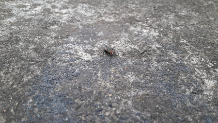 Flesh Fly