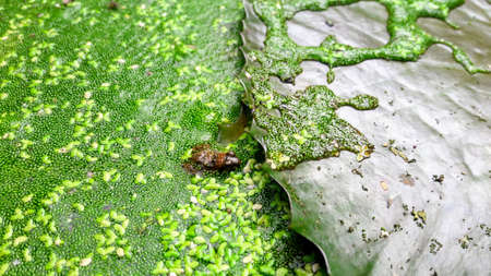 The lotus leaves in the pond are surrounded by mounds and frogs.の写真素材