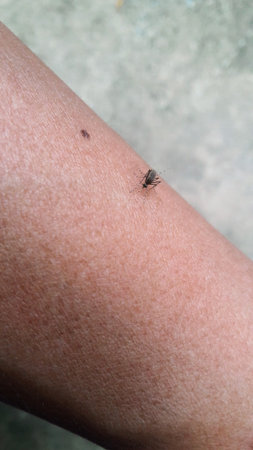 Mosquitoes are sucking blood on people
