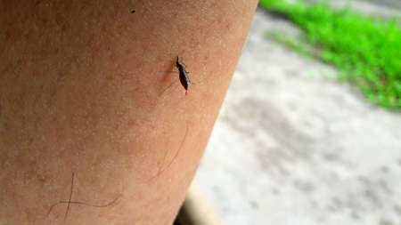 Mosquitoes are sucking blood on peopleの写真素材